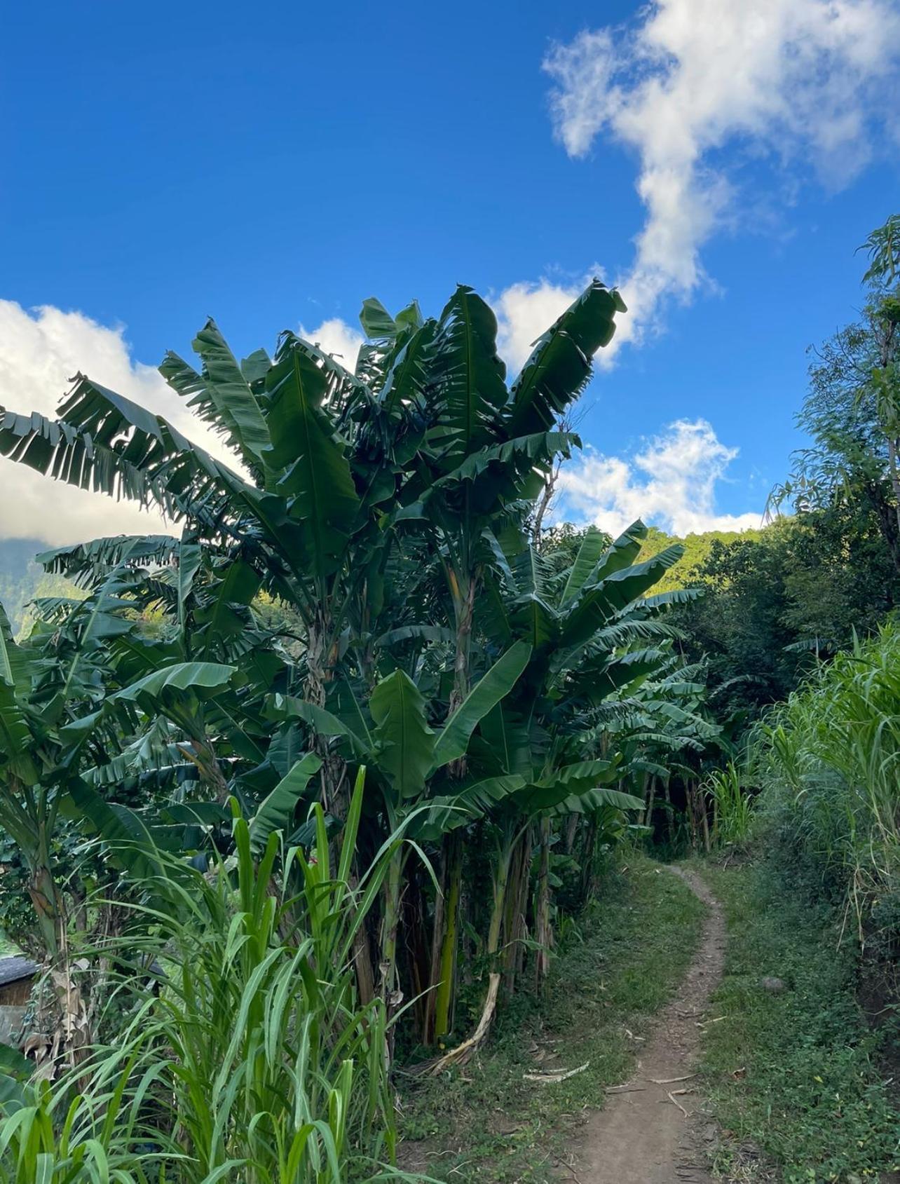 فيلا Tropical Habitat Bali آميدْ المظهر الخارجي الصورة